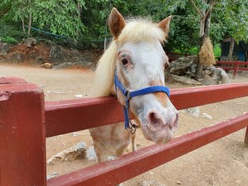 White horse in the zoo