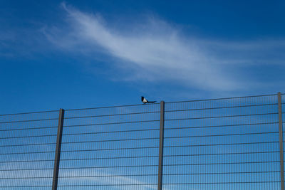 Low angle view of birds perching on fence against sky