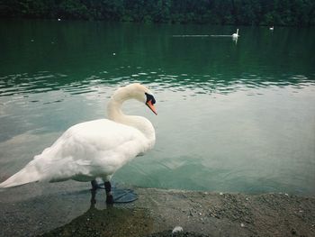 Birds in calm water