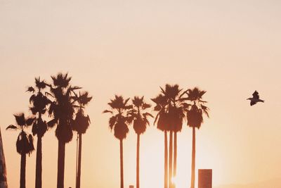 Low angle view of coconut palm trees against an orange sky