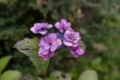 Close-up of purple flowering plant