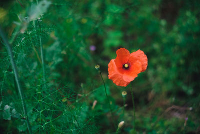 Close-up of red poppy flower on field