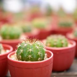 Close-up of potted plant