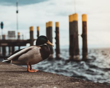 Close-up of bird on beach