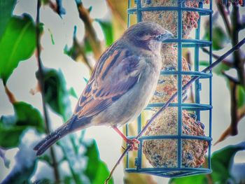 Close-up of bird perching on branch