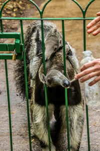 Full length of hand eating food in zoo