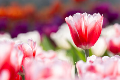 Close-up of pink tulips