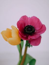 Close-up of flower