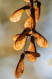Close-up of butterfly hanging against sky