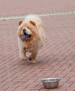 Portrait of dog looking away on footpath