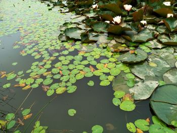 High angle view of leaves floating on lake