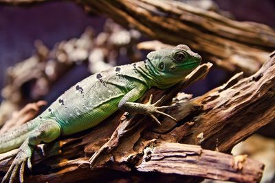 Close-up of lizard on log