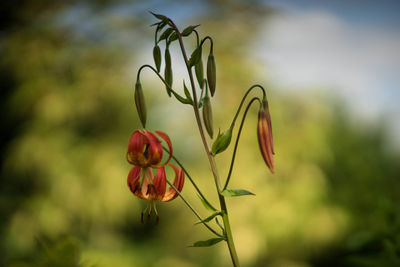 Close-up of red flowering plant