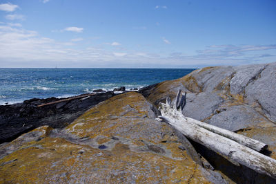 Driftwood on rock at sea shore against sky