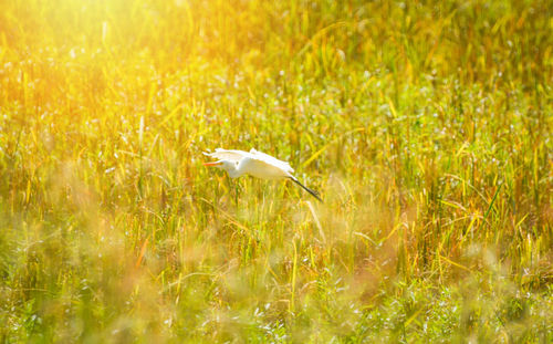 Bird flying in a field