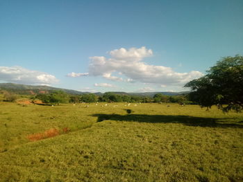 Scenic view of field against sky