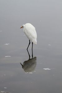 Bird flying over lake