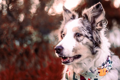 Close-up of dog