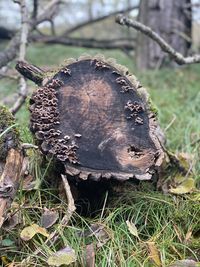 Close-up of mushroom growing on tree stump