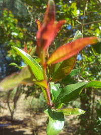 Close-up of plant