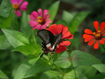 Close-up of butterfly pollinating on flower