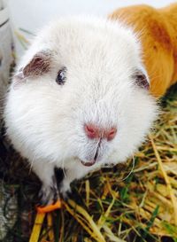 Pet guinea pig