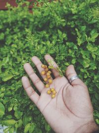 Close-up of hand holding leaf