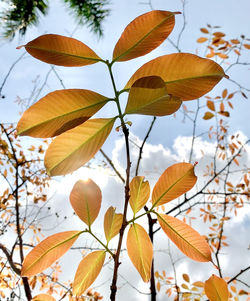 Low angle view of flowering plant against sky