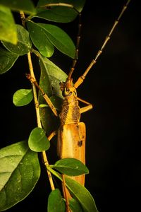 Close-up of insect on plant
