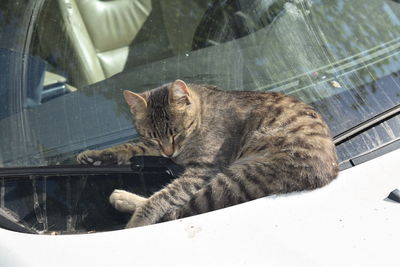 Cat resting on a window