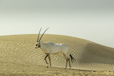 Arabian oryx at desert