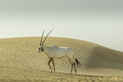 Horse in a desert