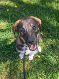 Portrait of dog on field