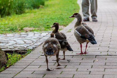 Pigeons on footpath