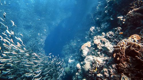 View of coral swimming in sea