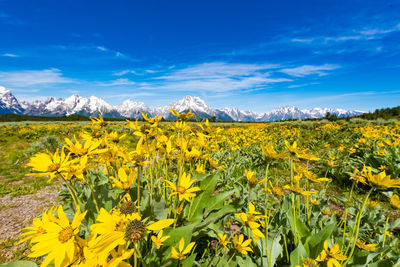 Yellow flowers growing on field against sky