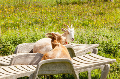 View of an animal on field