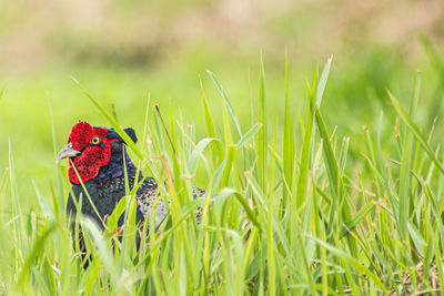 Close-up of butterfly on grass