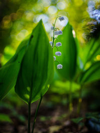 Close-up of flower plant
