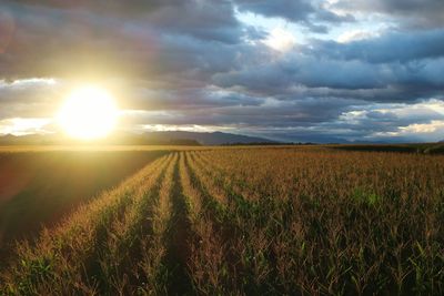 Scenic view of field against sky during sunset