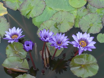 Close-up of lotus water lily