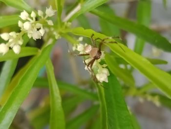 Close-up of insect on plant