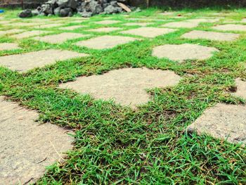 Close-up of grass on field