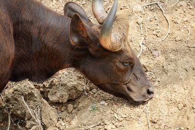 View of an animal lying on land