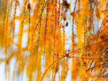 Close-up of yellow flowering plants during autumn