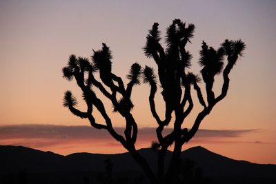 Silhouette plant against sky during sunset