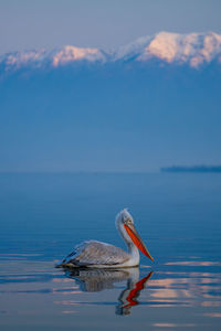 Pelican perching on sea against sky