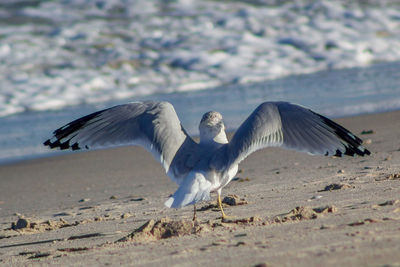 Close-up of seagull flying over beach against sky
