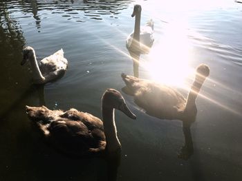 Swan swimming in lake