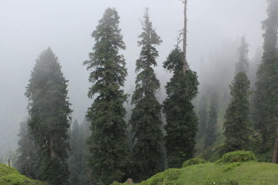 Trees in forest